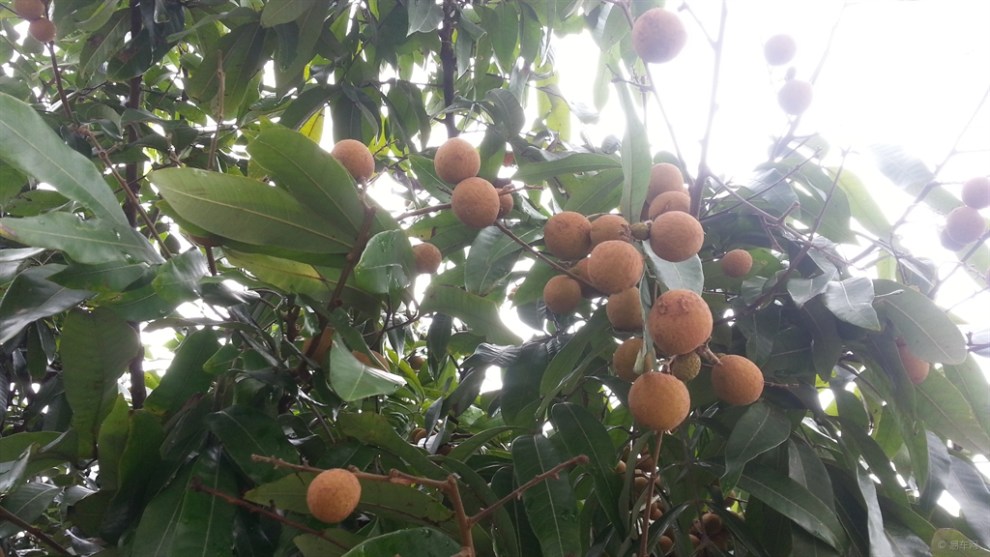 【[原创]回乡下摘龙眼】_湖南论坛图片集锦