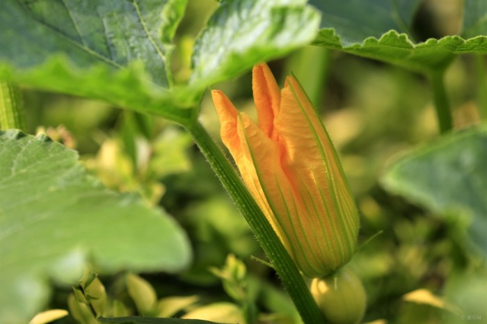 【倭瓜花】_摄影论坛