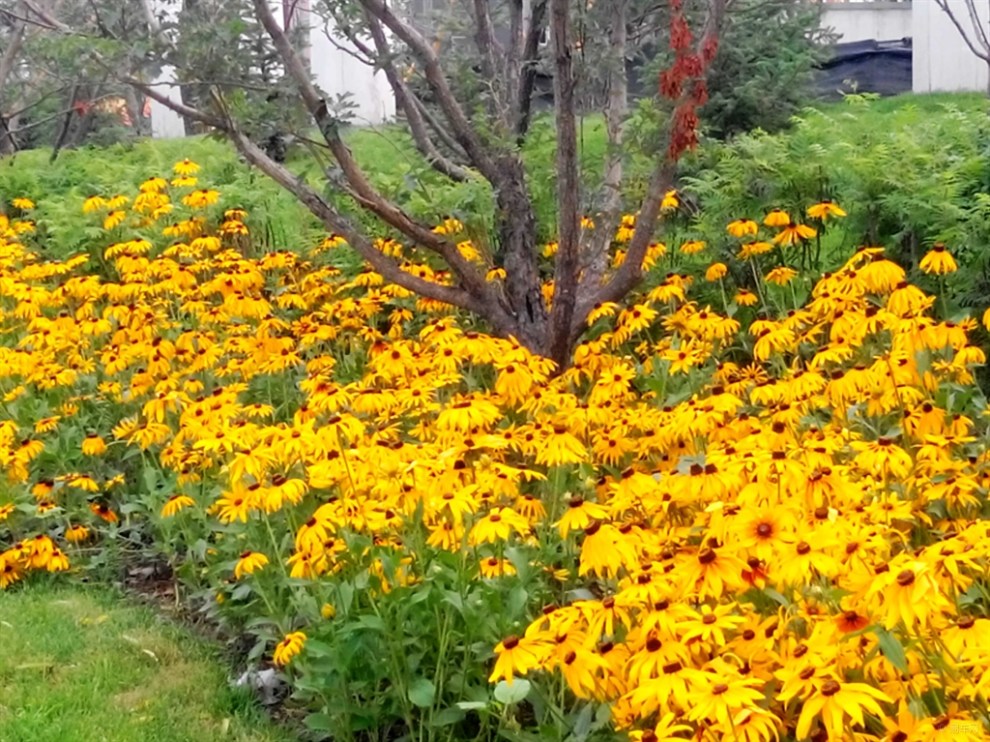 【【原创首发】公平正义的黑心金光菊】_辽宁