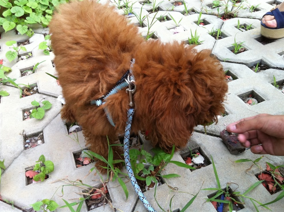 【【宠物读心术】我家贵客小仔仔遛弯记】_宠