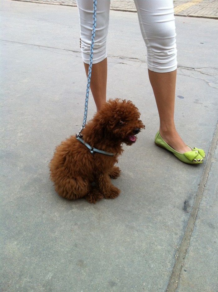 【【宠物读心术】我家贵客小仔仔遛弯记】_宠