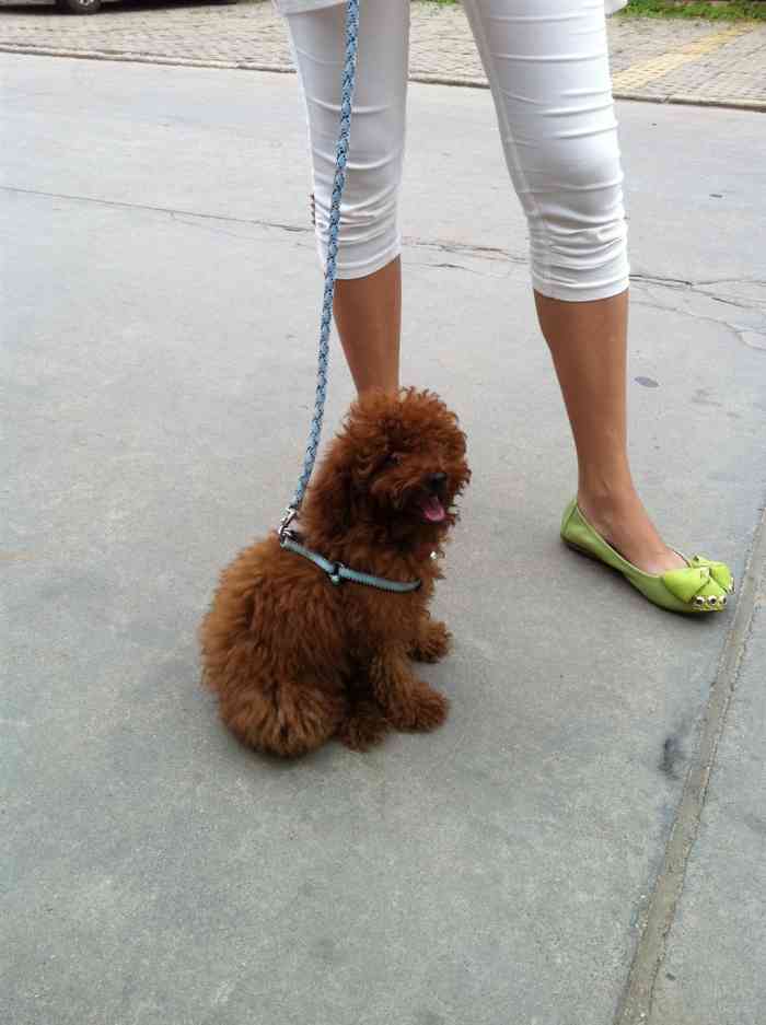 【【宠物读心术】我家贵客小仔仔遛弯记】宠物