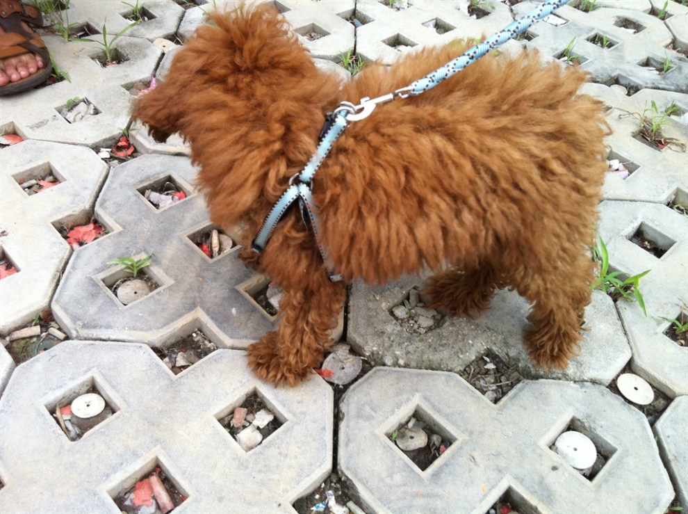 【【宠物读心术】我家贵客小仔仔遛弯记】_宠