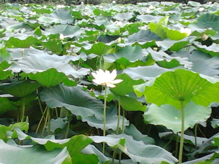 【8月8日、竹叶海公园看白荷花】_福克斯论坛