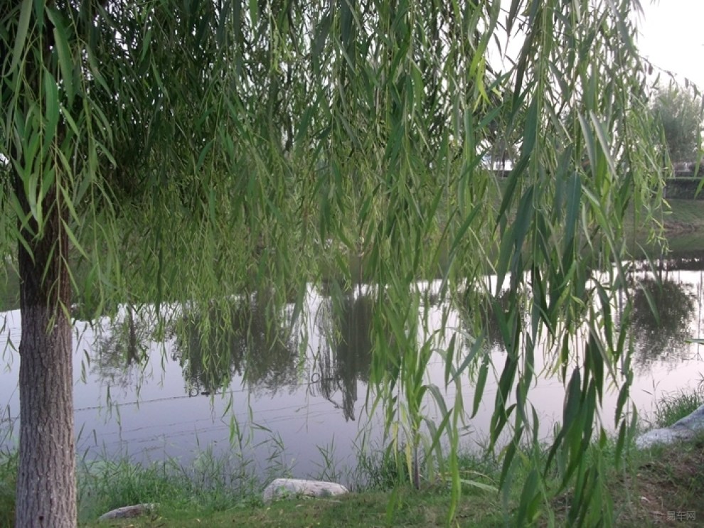 【小河边的垂柳依依】_安徽论坛图片集锦_汽
