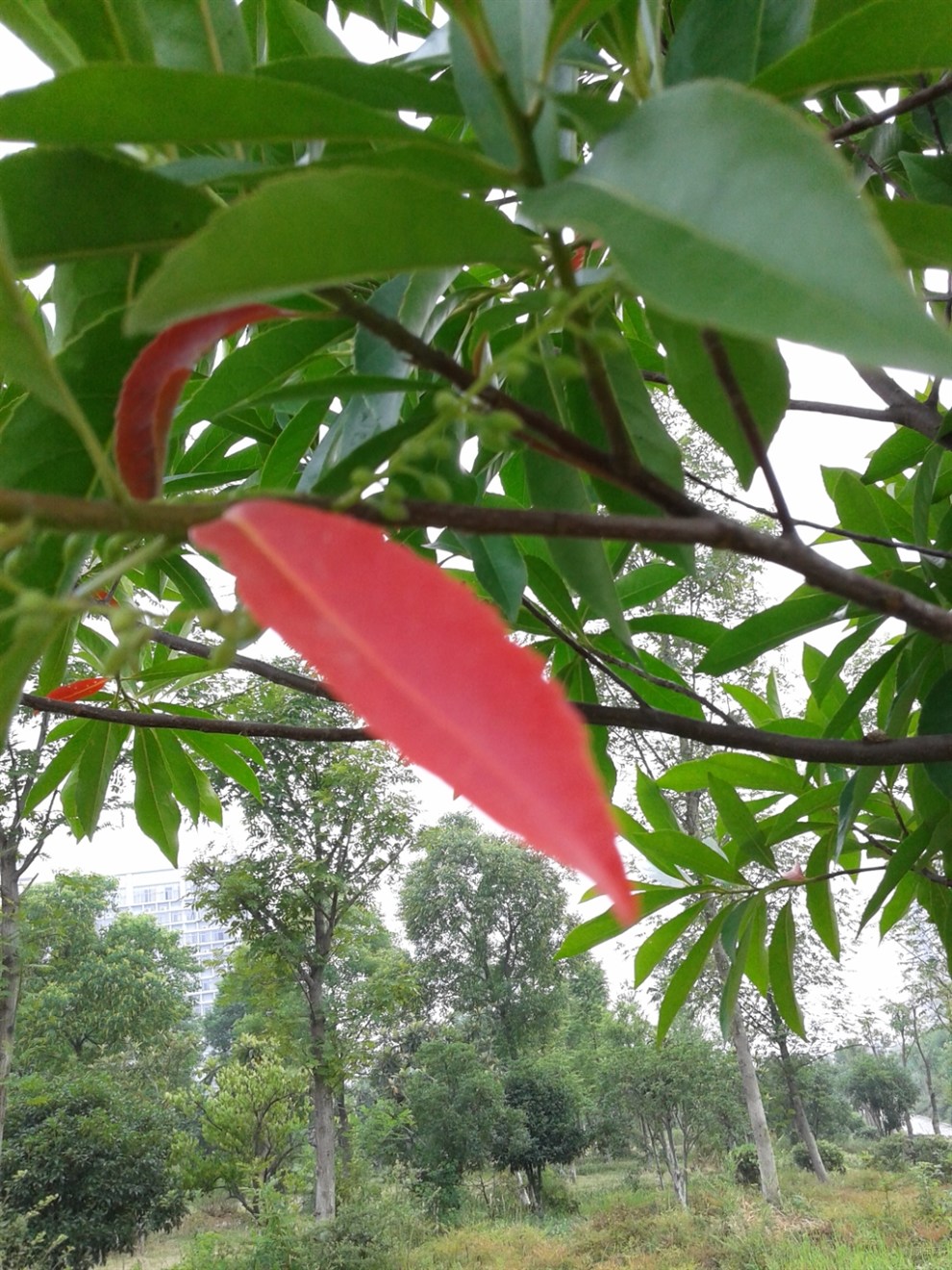 【拍一下公园绿化红叶子树!】_安徽论坛图片集