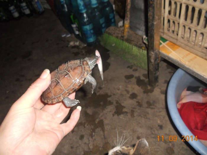 【【每日图说】乌龟吃鱼】_山西车友会