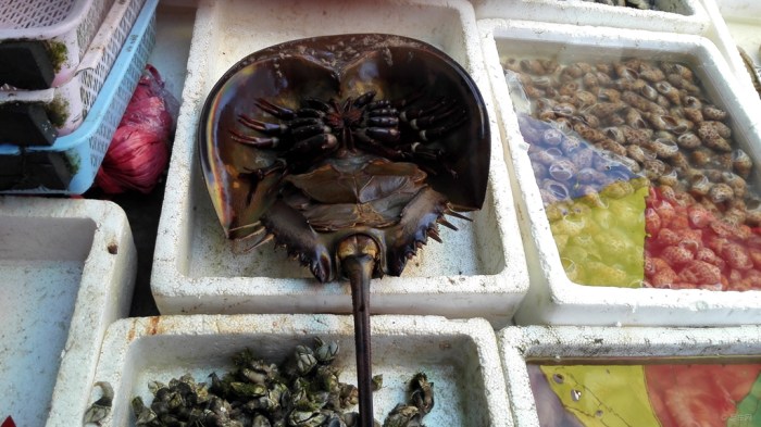 【[原创]在外伶仃岛吃海鲜】_湖南车友会