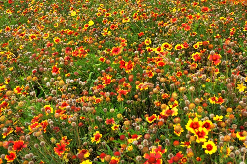 【游玩中看那菊花爆满山】_福克斯论坛图片