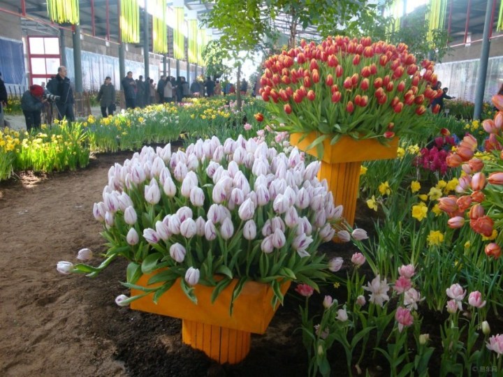 【荷兰花卉展】_福建车友会