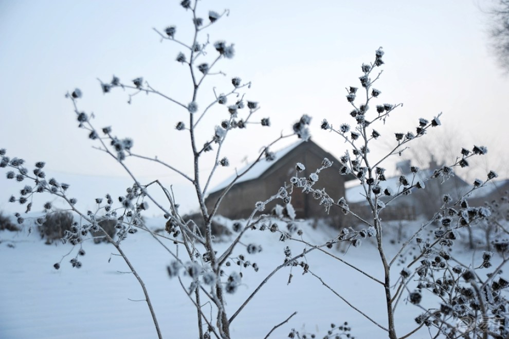【【我眼中的冬日情怀】冬日雾凇岛】_摄影论