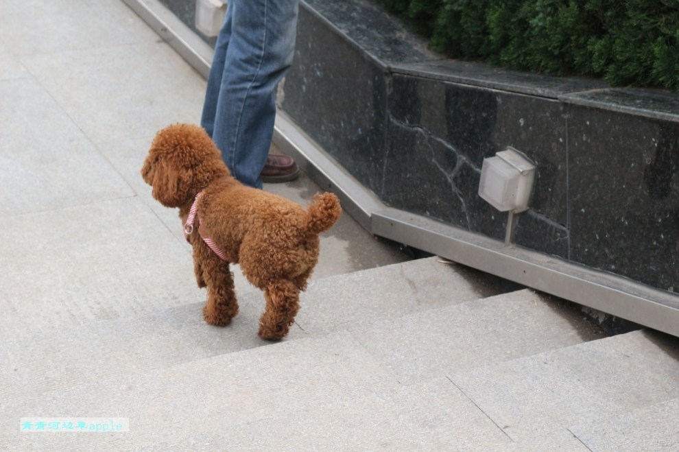 【【宠物随手拍】步态休闲的泰迪】_宠物当家