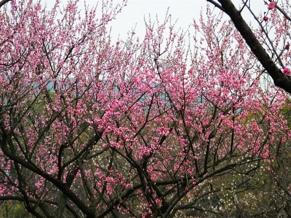 【【春暖花开】春天里的美景】_英朗论坛图片