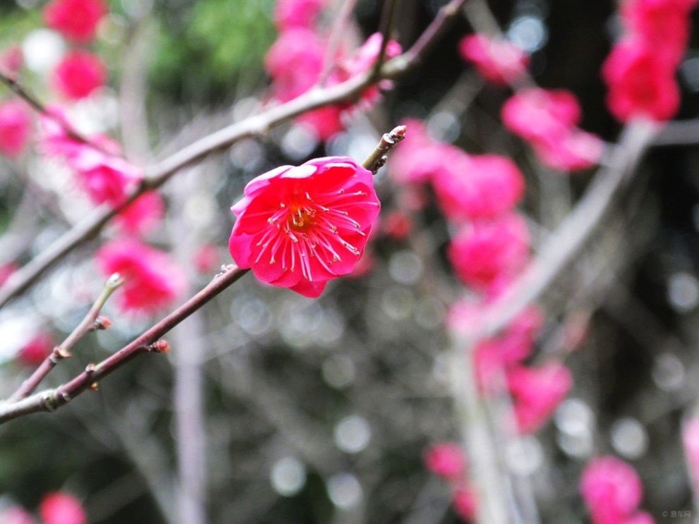 【【春暖花开】春天里的美景】_英朗论坛图片