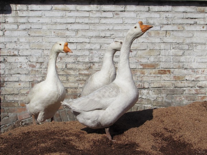 【家养大鹅】_宠物当家论坛