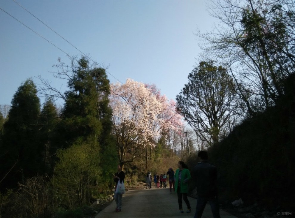 成都-江油吴家后山赏辛夷花自驾两日游