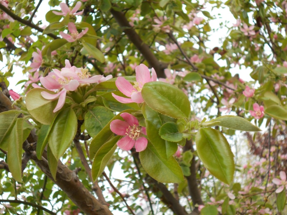 【首发】木瓜树开花