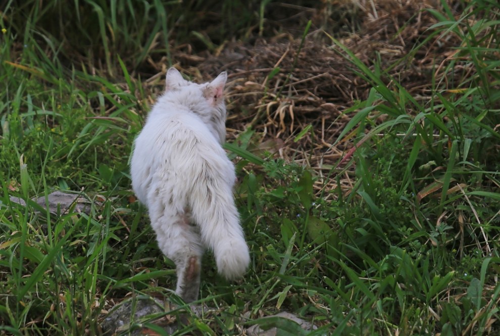 【治愈系萌宠】水塘边的波斯猫