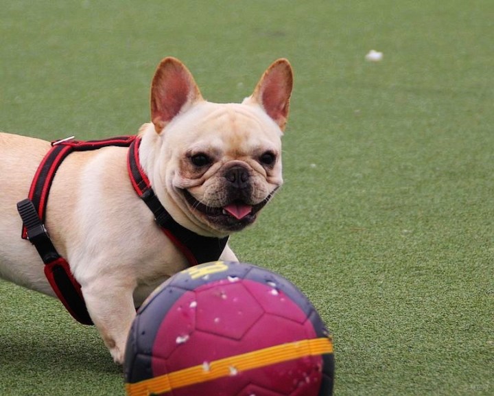 【【治愈系萌宠】球星贝利来了。】_宠物当家