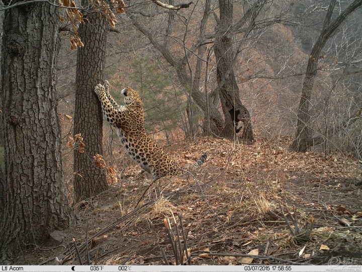 【太行山金钱豹 出镜 啦】_福建车友会