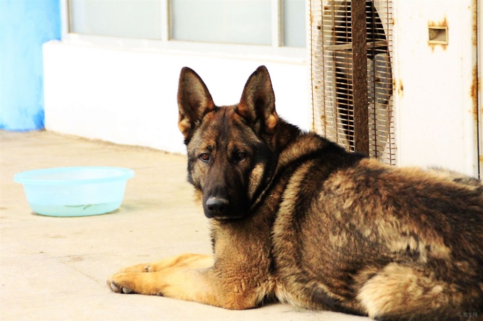【大狼狗!】_宠物当家论坛图片集锦