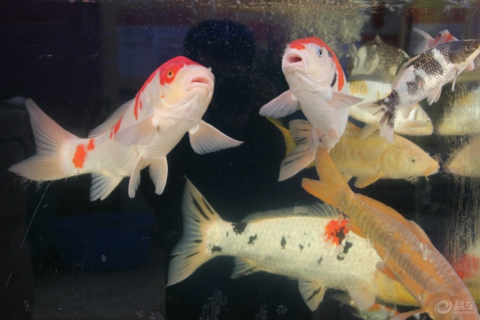 【水儿清,鱼儿游】_长城C30论坛图片集锦_汽车论坛-易车网