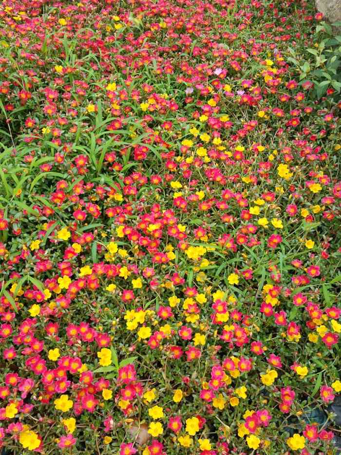 【睡莲和死不了花】河北论坛论坛_手机易车网