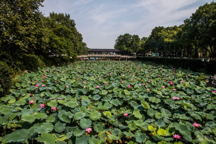 【【盐城地区青铜联盟】金山寺上的荷花】_江