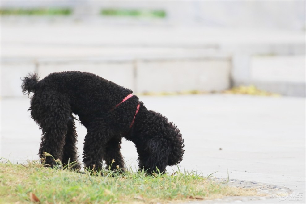【暗夜精灵黑泰迪】_宠物当家论坛图片集锦_汽车论坛-易车网
