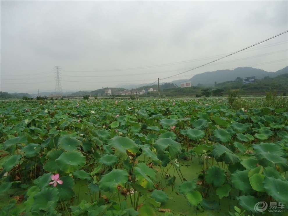 【【浙江 丽水】千年处州,白莲醉人】_众泰T6