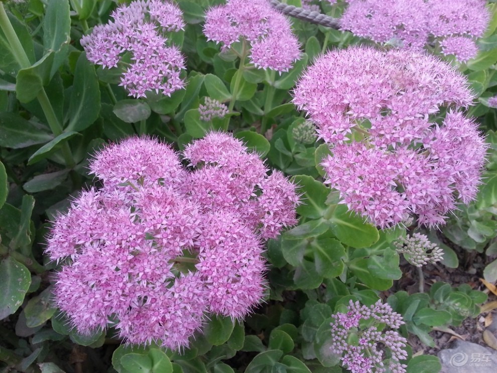 【八宝景天】_青海论坛图片集锦