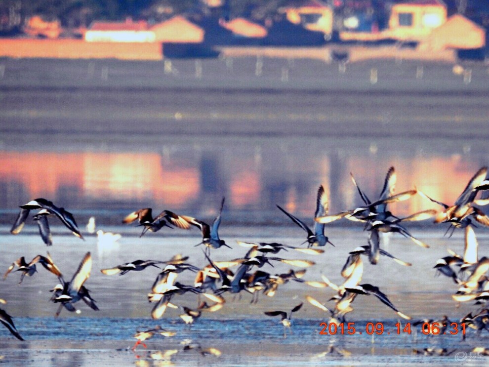 【晨光无限美,百鸟齐飞翔】_摄影论坛图片集锦