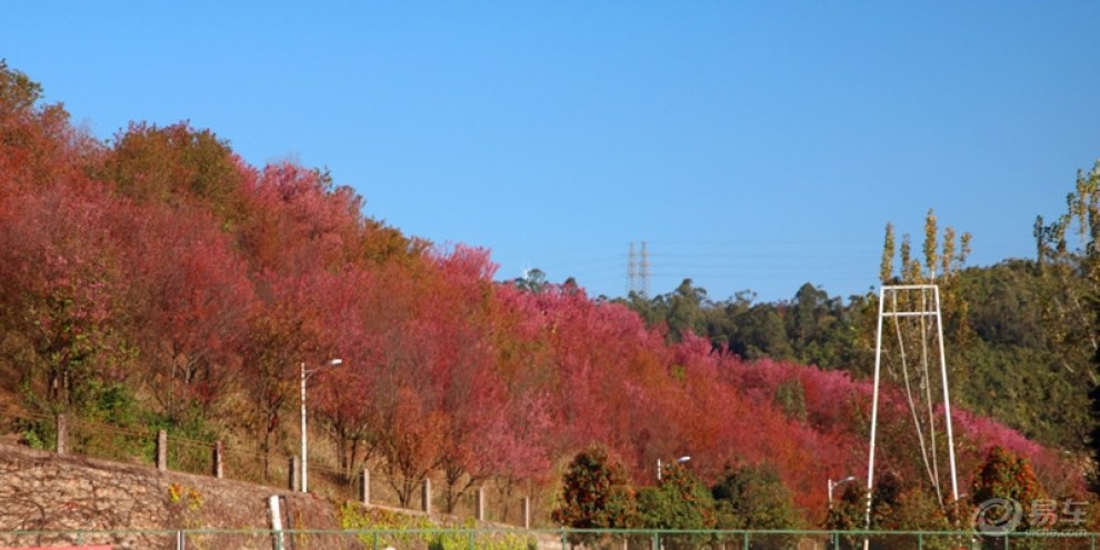 【花团锦簇的冬樱花】_云南论坛图片集锦