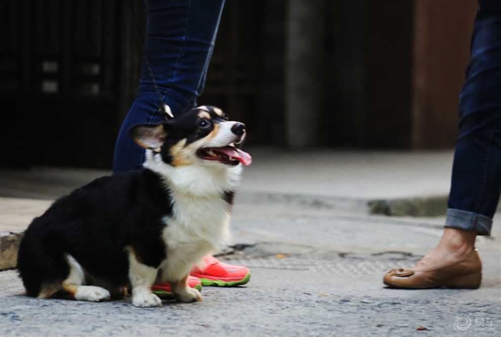 威尔士柯基犬