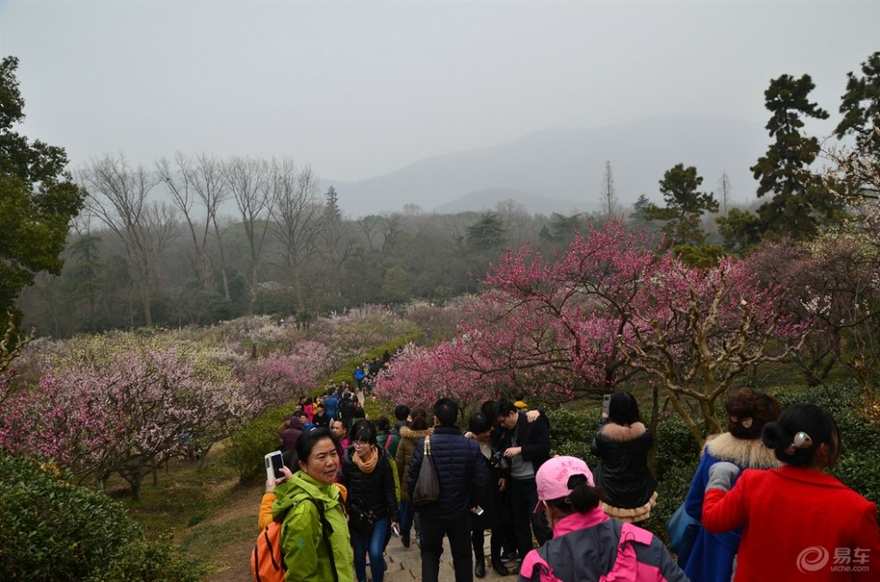 春游南京梅花山
