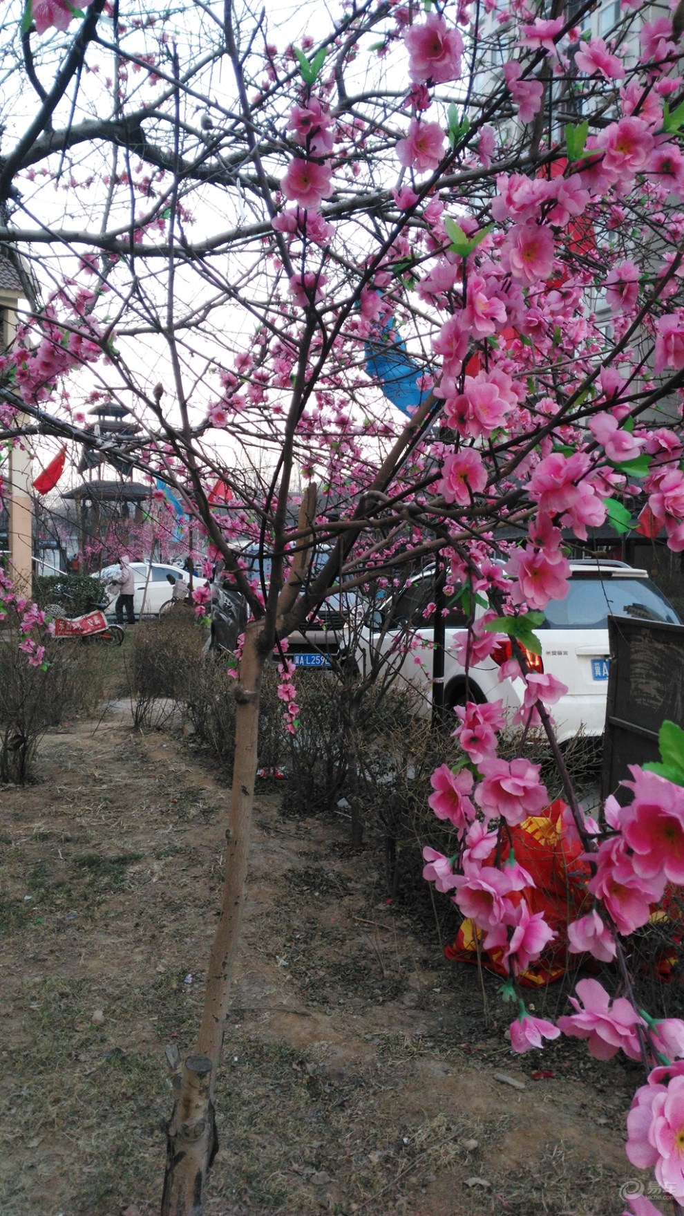 【【过年啦】小区满树鲜花盛开】_北京论坛图