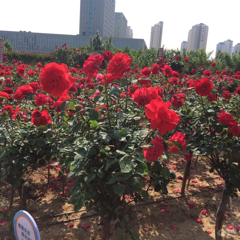 【生如夏花绚烂,行如大迈温馨】_大迈X5论坛