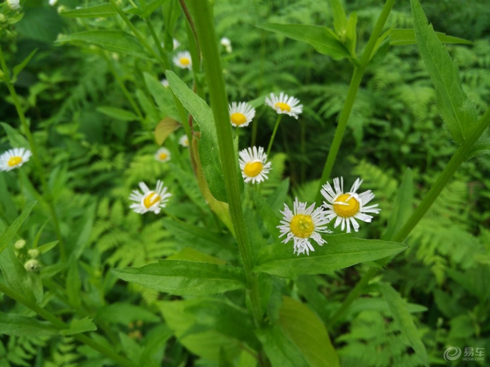 【春风细雨---新概念农场自驾游】_长安CS75