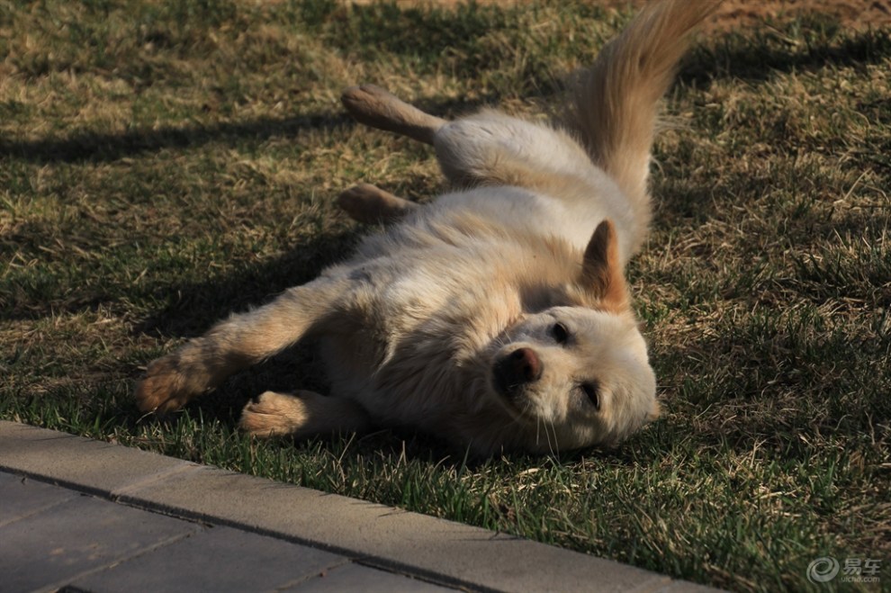 【草地打滚的狗狗】_宠物当家论坛图片集锦