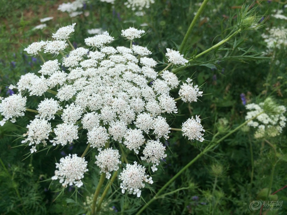 山上的野花