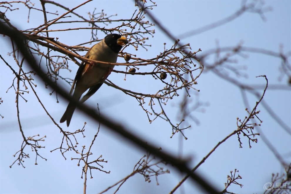 【吃树果的蜡嘴雀】_宠物当家论坛图片集锦