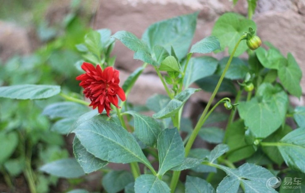 【上山下坡,一点也不吃力!】_荣威350论坛图片