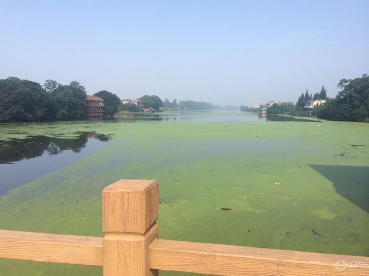 【【粽情端午】随手拍端午味道,分享家乡独特