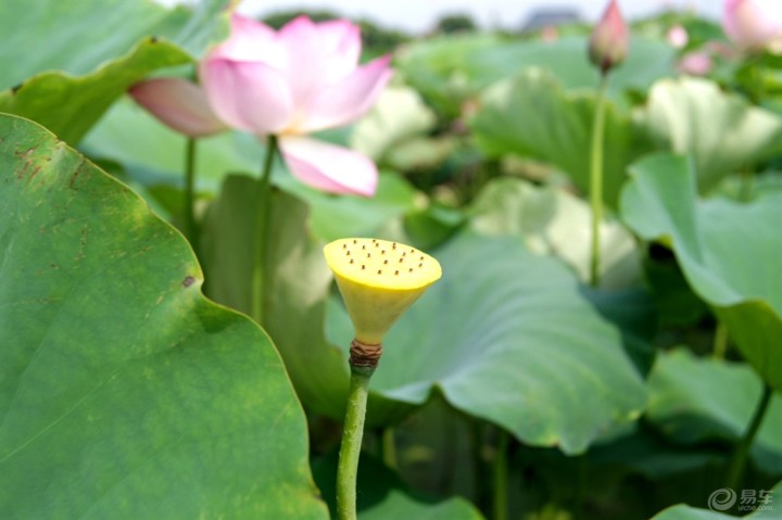 【盛夏防暑】我与梧桐畈荷花有个约会