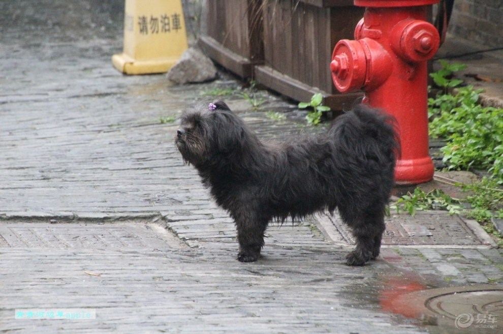 【欢乐萌宠第五季】黑色西施犬