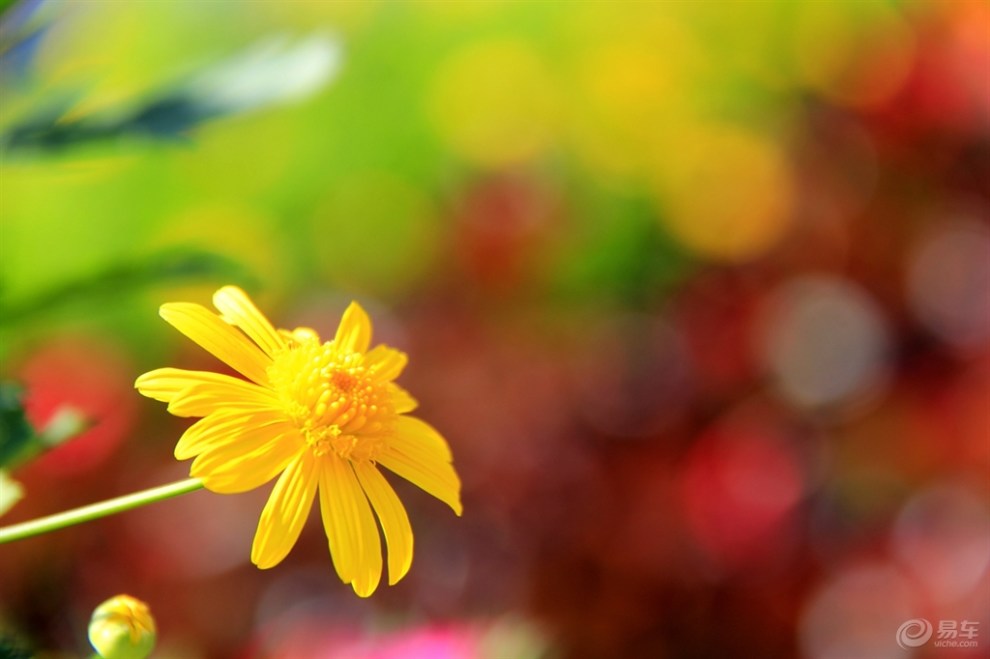 【很黄的一组花片】_贵州论坛图片集锦_汽车