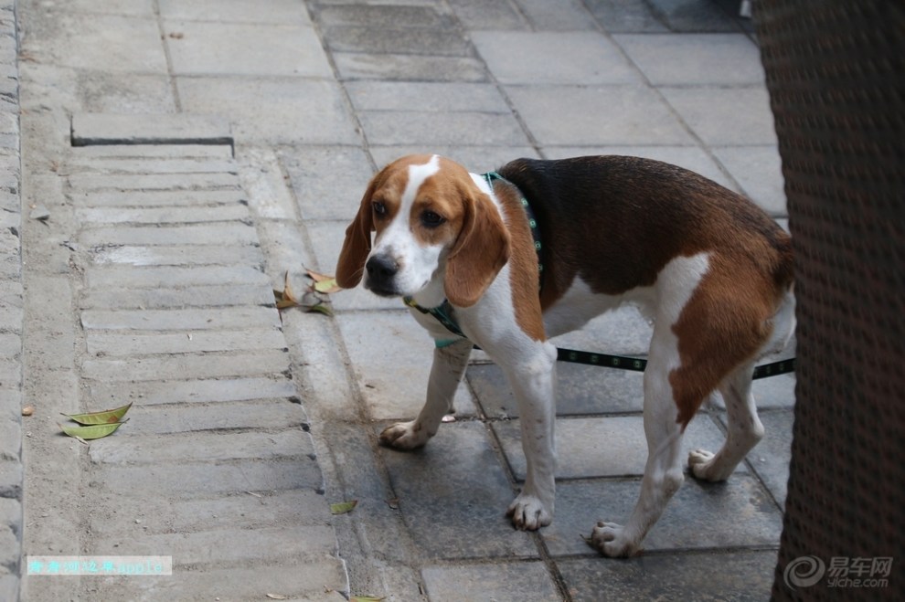 比格犬