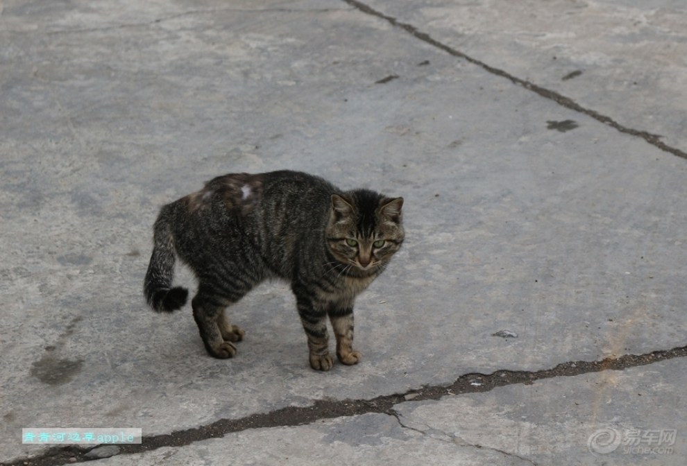 【花狸猫】_宠物当家论坛图片集锦_汽车论坛-易车网