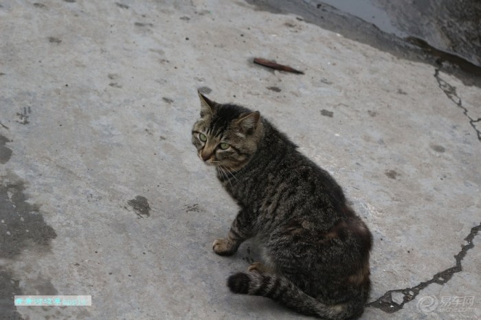【花狸猫】_宠物当家论坛