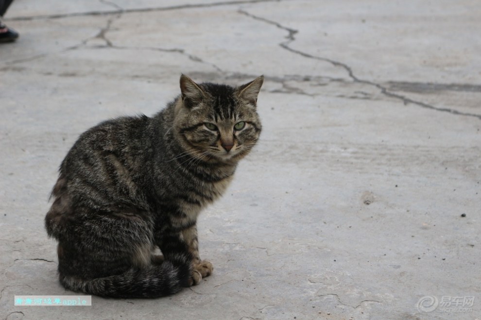 【花狸猫】_宠物当家论坛图片集锦_汽车论坛-易车网